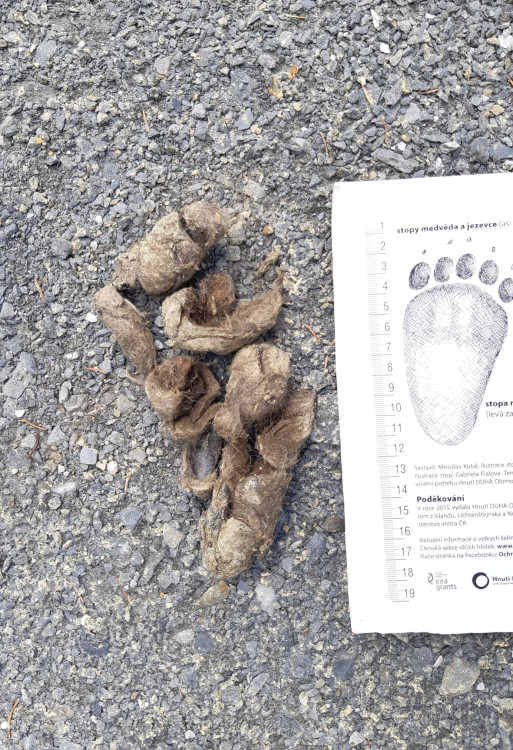 FOTOGALERIE: Velké šelmy a dravci v Jeseníkách