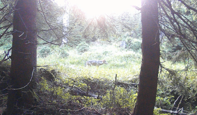 FOTOGALERIE: Velké šelmy a dravci v Jeseníkách