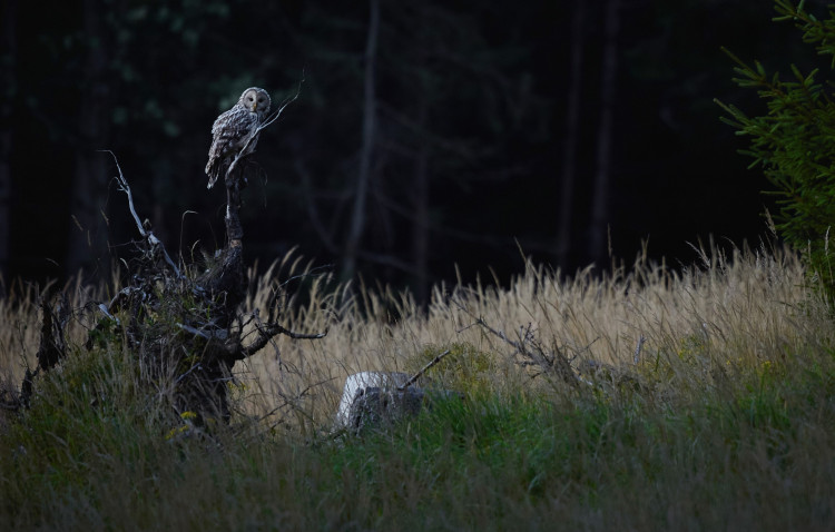 FOTOGALERIE: Velké šelmy a dravci v Jeseníkách