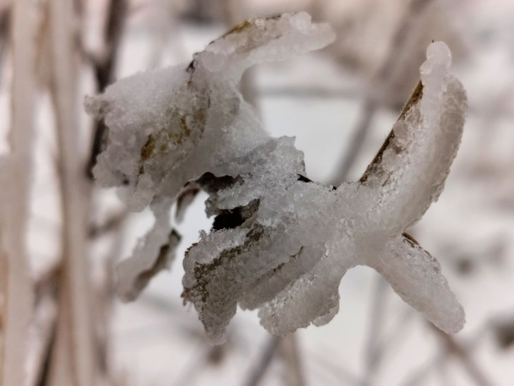 Zimní krajina u Pavlova