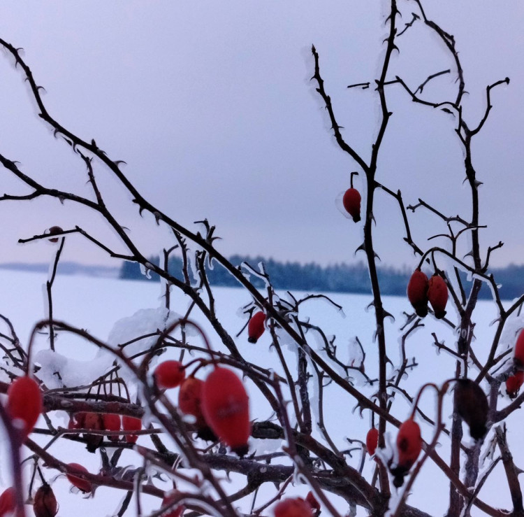 Zimní krajina u Pavlova