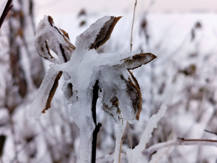 Zimní krajina u Pavlova