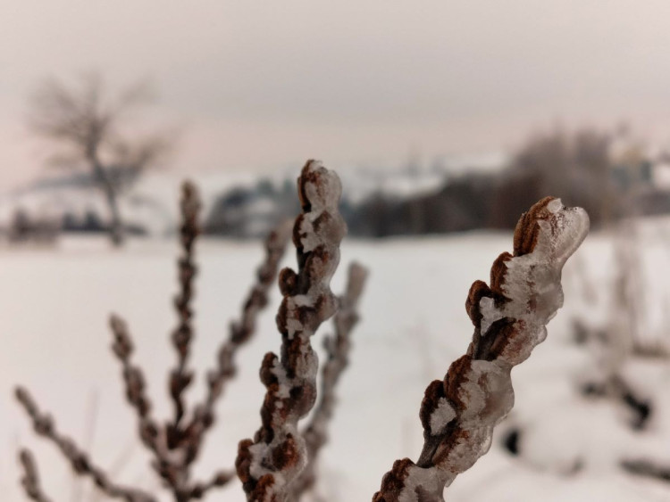 Zimní krajina u Pavlova