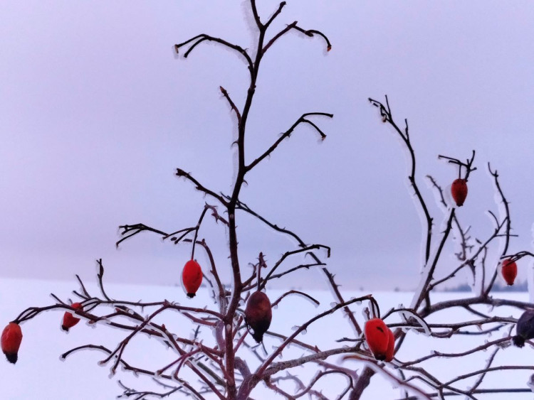 Zimní krajina u Pavlova