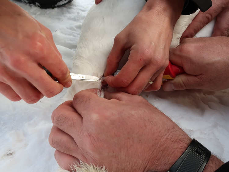 FOTOGALERIE: Monitoring vodního ptactva na Vltavě v Praze