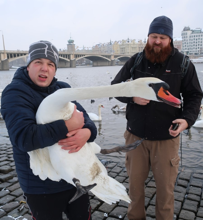 FOTOGALERIE: Monitoring vodního ptactva na Vltavě v Praze