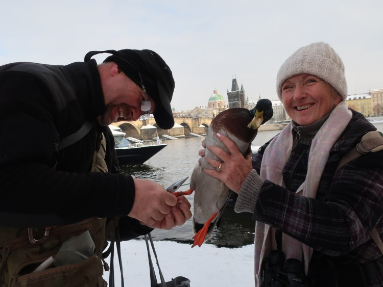 FOTOGALERIE: Monitoring vodního ptactva na Vltavě v Praze