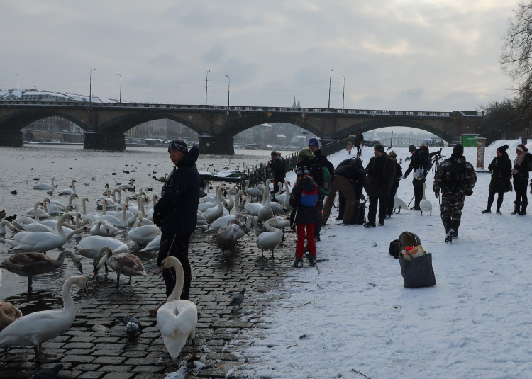FOTOGALERIE: Monitoring vodního ptactva na Vltavě v Praze