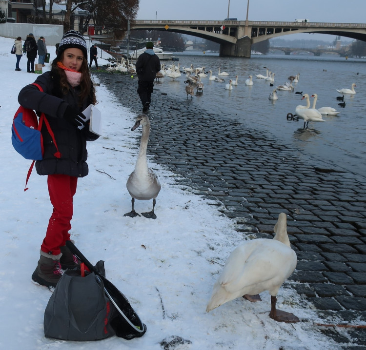 FOTOGALERIE: Monitoring vodního ptactva na Vltavě v Praze