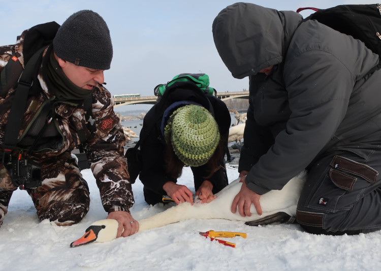 FOTOGALERIE: Monitoring vodního ptactva na Vltavě v Praze