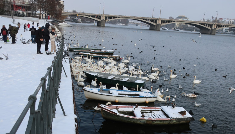 FOTOGALERIE: Monitoring vodního ptactva na Vltavě v Praze