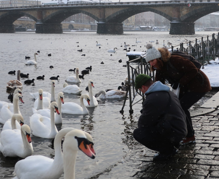 FOTOGALERIE: Monitoring vodního ptactva na Vltavě v Praze