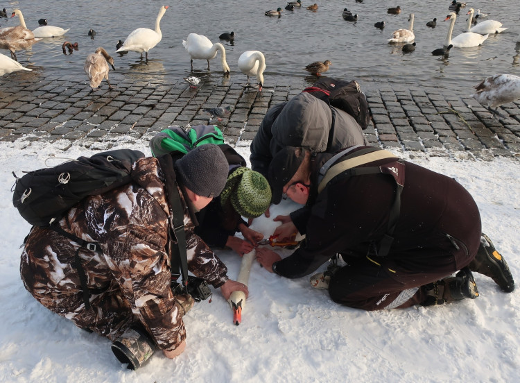 FOTOGALERIE: Monitoring vodního ptactva na Vltavě v Praze
