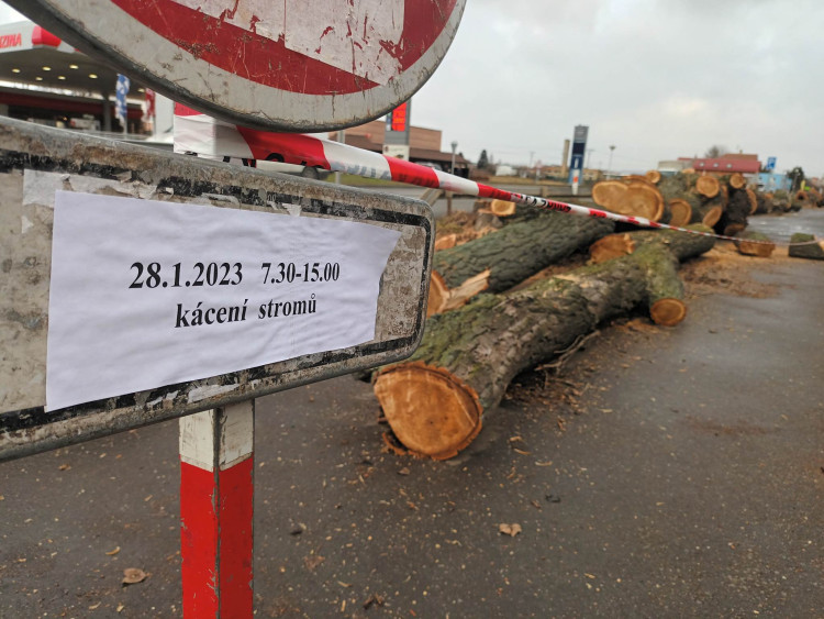 FOTOGALERIE: Před prostějovským hřbitovem šlo k zemi pět topolů