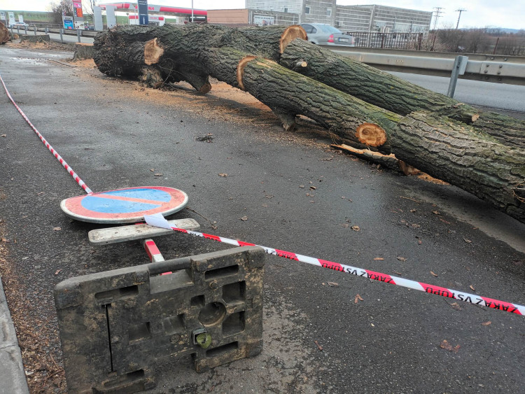 FOTOGALERIE: Před prostějovským hřbitovem šlo k zemi pět topolů