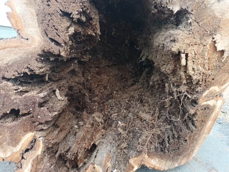 FOTOGALERIE: Před prostějovským hřbitovem šlo k zemi pět topolů