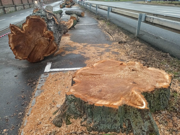 FOTOGALERIE: Před prostějovským hřbitovem šlo k zemi pět topolů