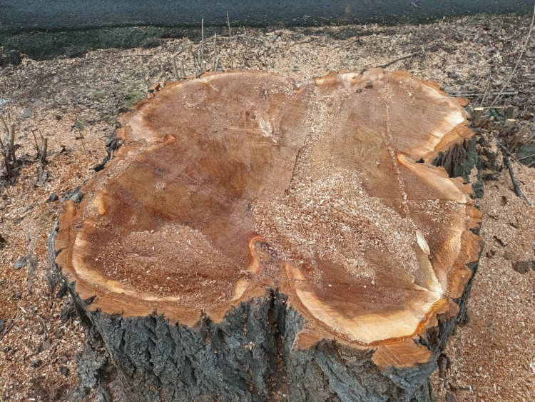 FOTOGALERIE: Před prostějovským hřbitovem šlo k zemi pět topolů