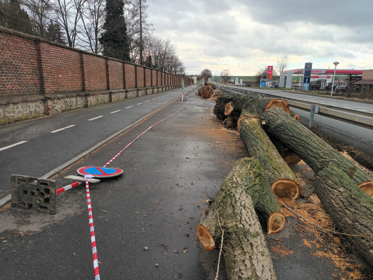 FOTOGALERIE: Před prostějovským hřbitovem šlo k zemi pět topolů