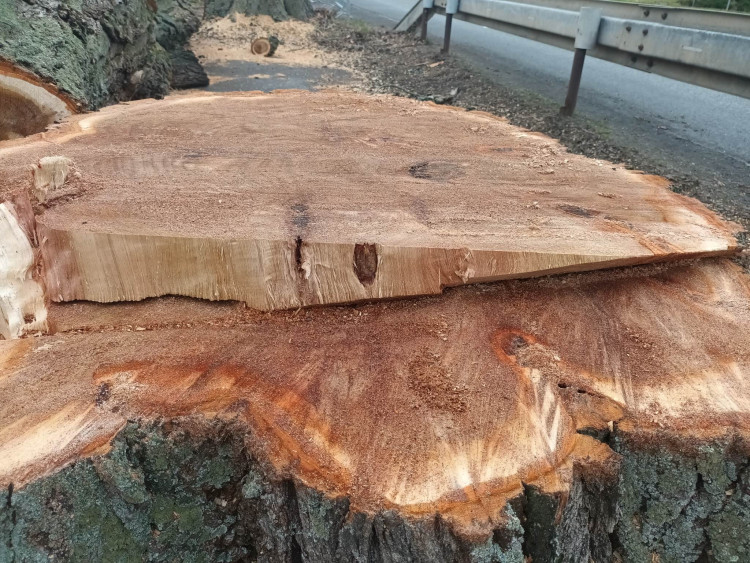 FOTOGALERIE: Před prostějovským hřbitovem šlo k zemi pět topolů