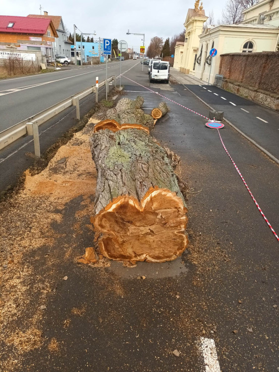 FOTOGALERIE: Před prostějovským hřbitovem šlo k zemi pět topolů