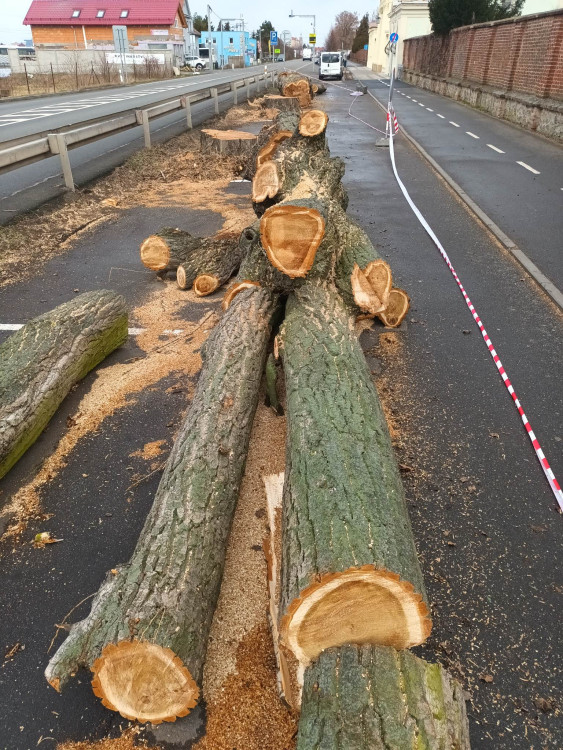 FOTOGALERIE: Před prostějovským hřbitovem šlo k zemi pět topolů