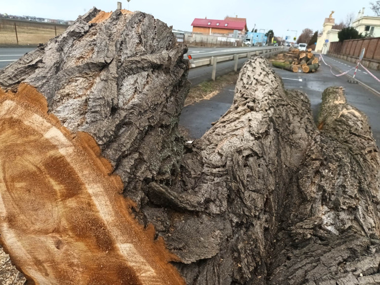 FOTOGALERIE: Před prostějovským hřbitovem šlo k zemi pět topolů