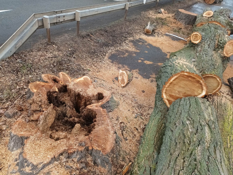 FOTOGALERIE: Před prostějovským hřbitovem šlo k zemi pět topolů