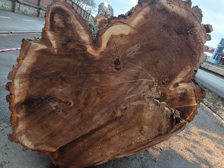 FOTOGALERIE: Před prostějovským hřbitovem šlo k zemi pět topolů