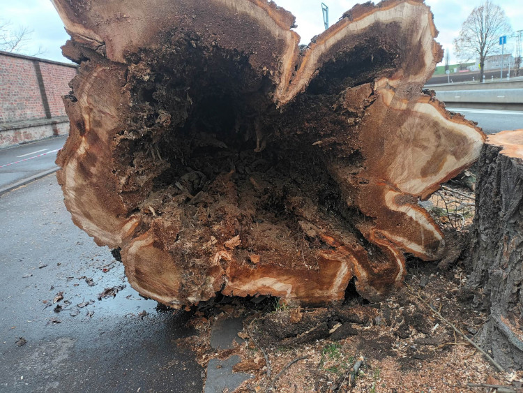 FOTOGALERIE: Před prostějovským hřbitovem šlo k zemi pět topolů