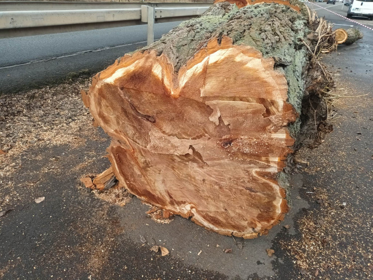 FOTOGALERIE: Před prostějovským hřbitovem šlo k zemi pět topolů