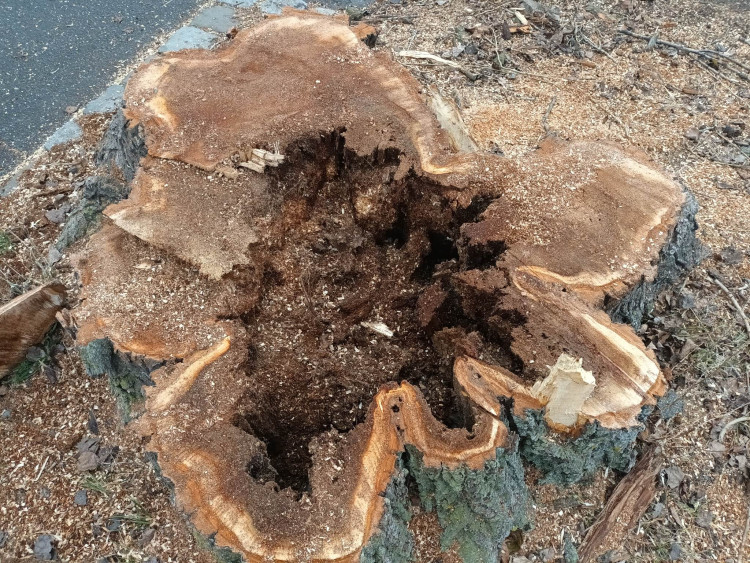 FOTOGALERIE: Před prostějovským hřbitovem šlo k zemi pět topolů