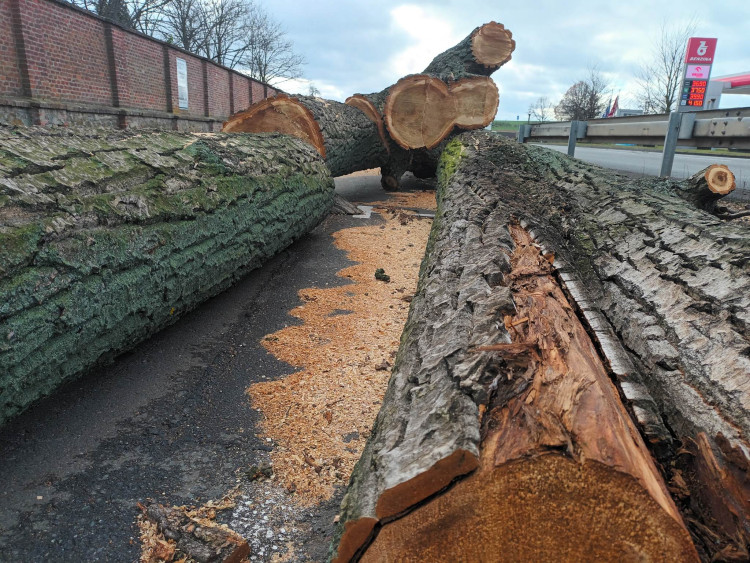 FOTOGALERIE: Před prostějovským hřbitovem šlo k zemi pět topolů