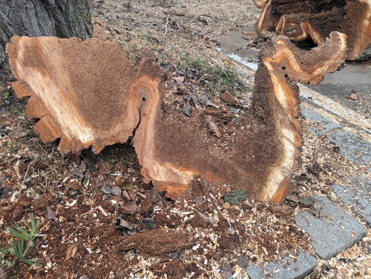 FOTOGALERIE: Před prostějovským hřbitovem šlo k zemi pět topolů