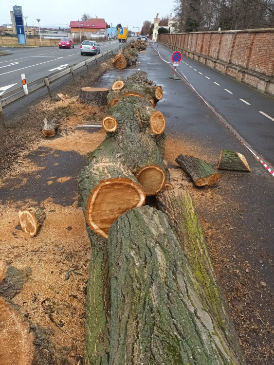 FOTOGALERIE: Před prostějovským hřbitovem šlo k zemi pět topolů