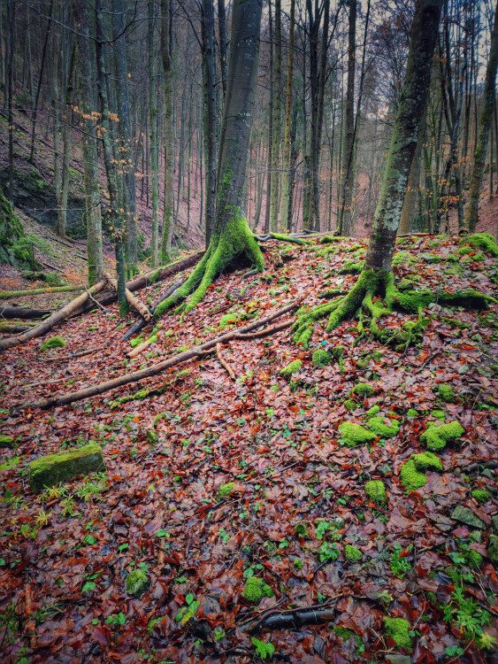 FOTOGALERIE: Čtrnáctikilometrový okruh okolo Macochy plný překvapení