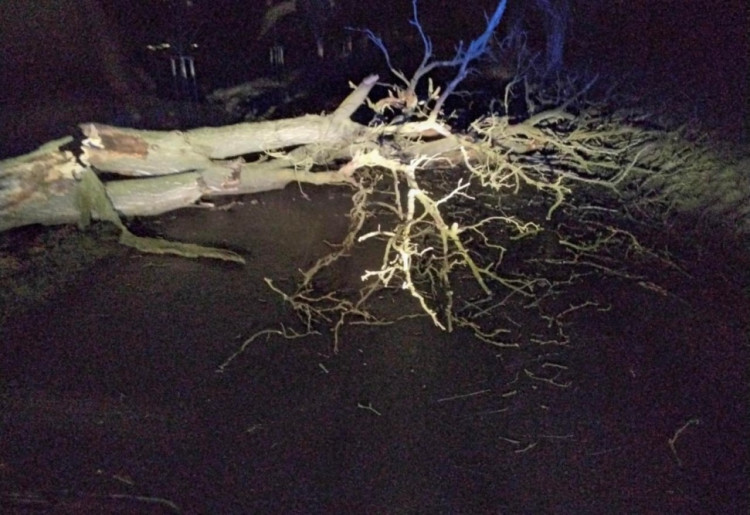 FOTOGALERIE: Hasiče zaměstnaly desítky komplikací způsobených silným větrem