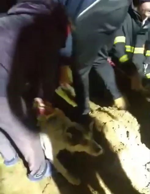 FOTOGALERIE: Záchrana fenky Kiry