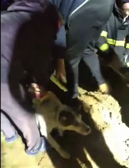 FOTOGALERIE: Záchrana fenky Kiry