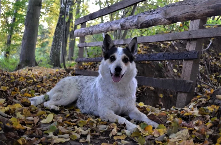 FOTOGALERIE: Záchrana fenky Kiry