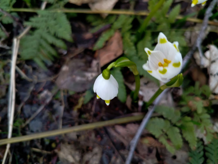 Bledule u Želetavy na Třebíčsku