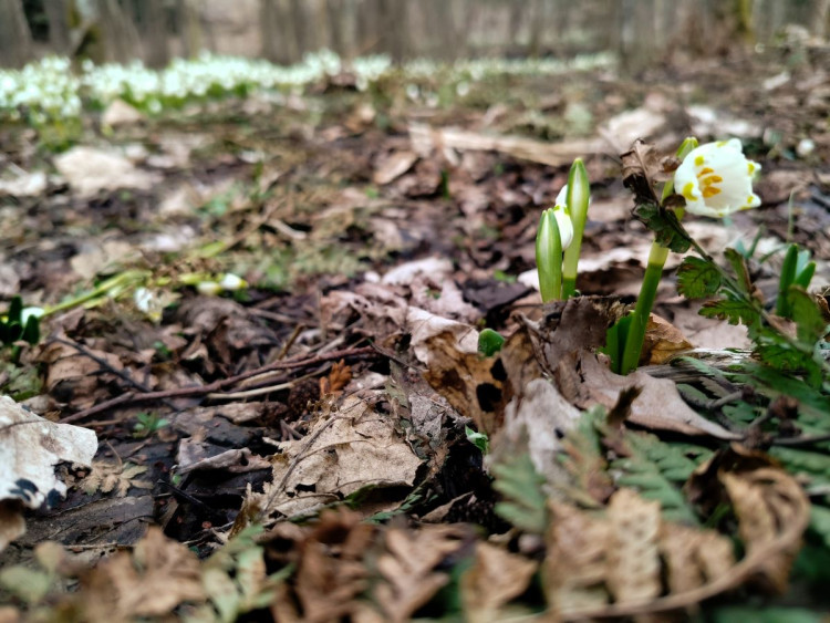 Bledule u Želetavy na Třebíčsku