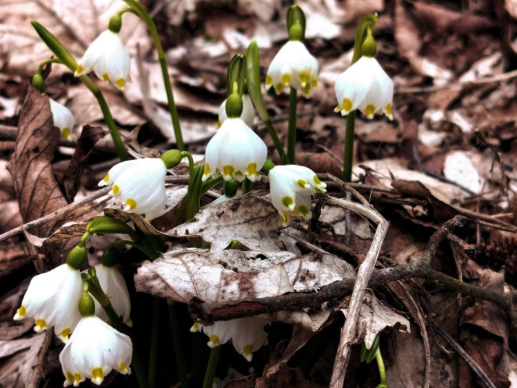 Bledule u Želetavy na Třebíčsku