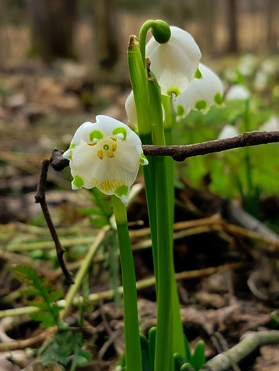 Bledule u Želetavy na Třebíčsku
