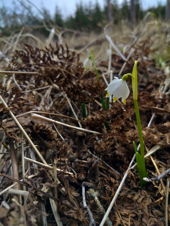 Bledule u Želetavy na Třebíčsku