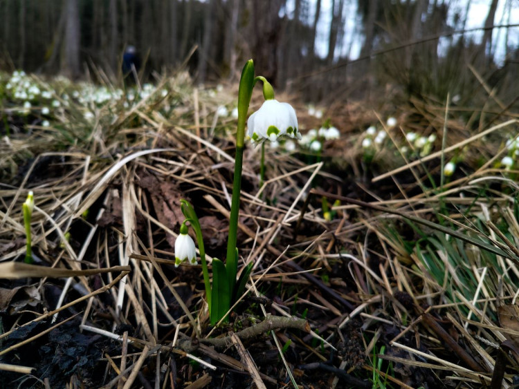 Bledule u Želetavy na Třebíčsku
