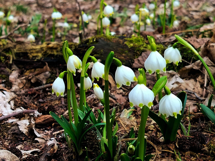 Bledule u Želetavy na Třebíčsku