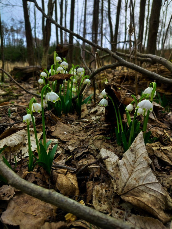 Bledule u Želetavy na Třebíčsku
