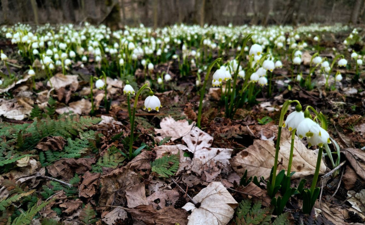 Bledule u Želetavy na Třebíčsku
