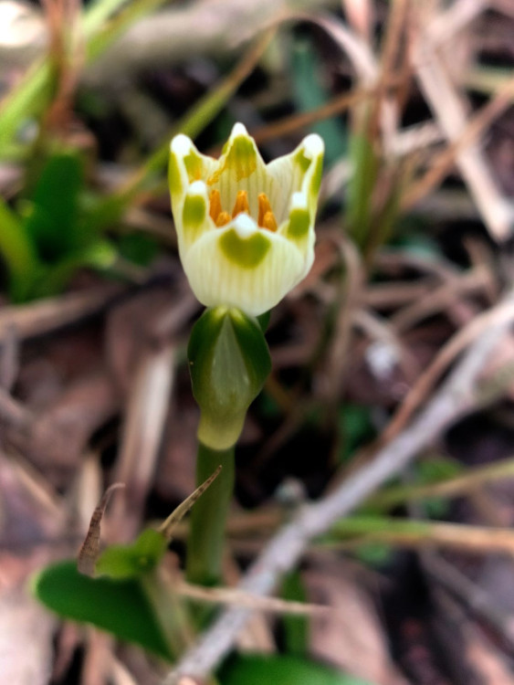 Bledule u Želetavy na Třebíčsku